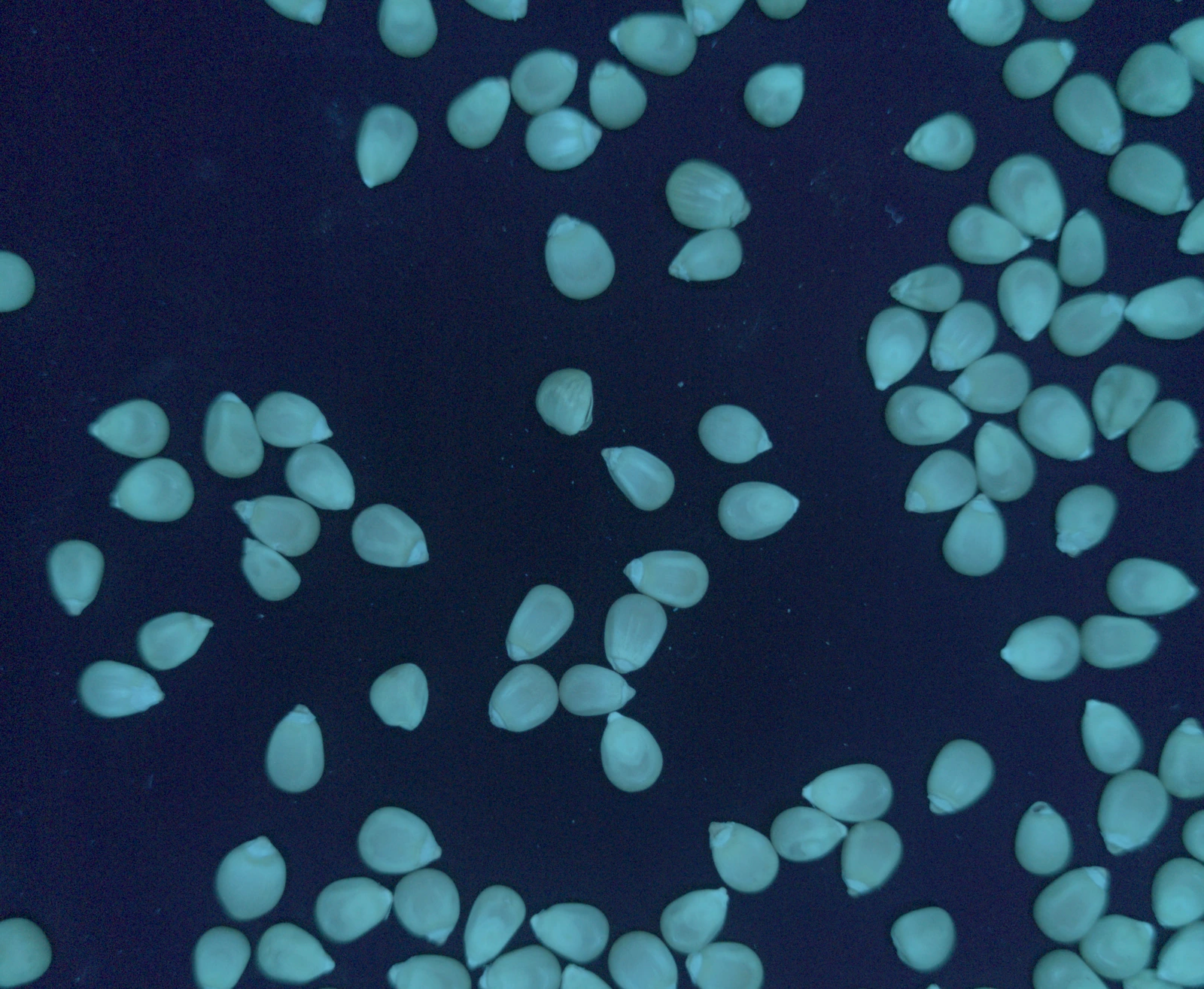 Corn kernels in the box drawer under 365 nanometre UV light, glowing pale cyan on a dark blue background.
