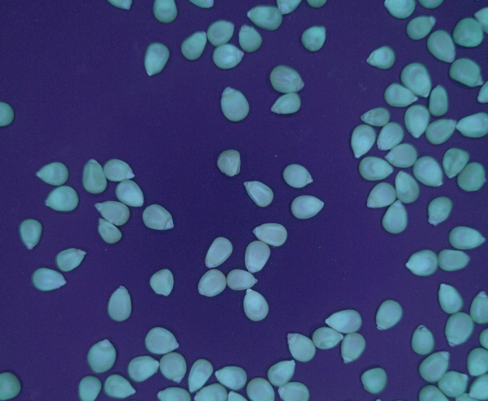 The same corn kernels under 385 nanometre UV light.